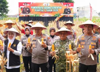 Dukung Swasembada Pangan 2026, Polres Gresik Panen Jangung Serentak