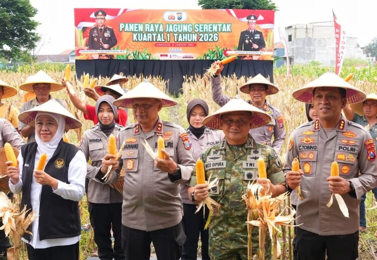 Dukung Swasembada Pangan 2026, Polres Gresik Panen Jangung Serentak
