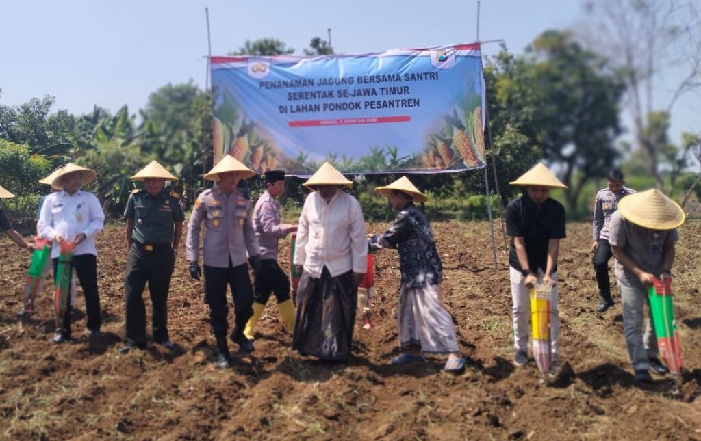 Dukung Swasembada Pangan 2026, Dispertan Gresik Siapkan 34 Ribu Hektare Lahan Jagung