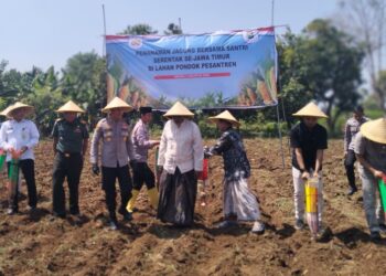 Dukung Swasembada Pangan 2026, Dispertan Gresik Siapkan 34 Ribu Hektare Lahan Jagung