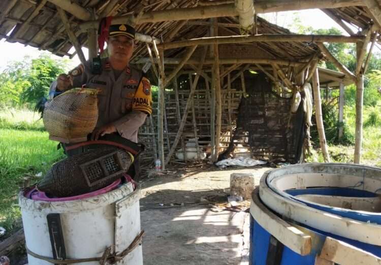 Praktik Sabung Ayam di Persawahan, Polisi Lamongan Amankan Barang Bukti
