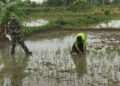Pembinaan Teritorial, Babinsa Kedamean Gresik Dampingi Petani Tanam Padi