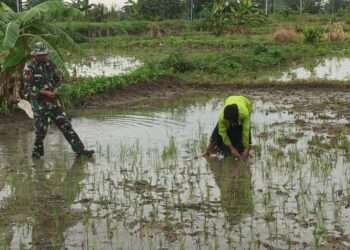 Pembinaan Teritorial, Babinsa Kedamean Gresik Dampingi Petani Tanam Padi