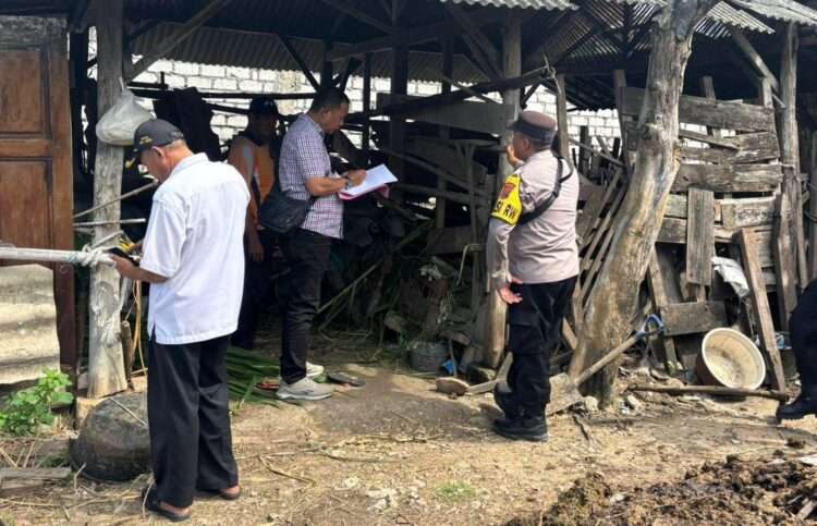 Enam Sapi Hilang dalam Semalam, Warga Tuban Dihantui Aksi Pencurian