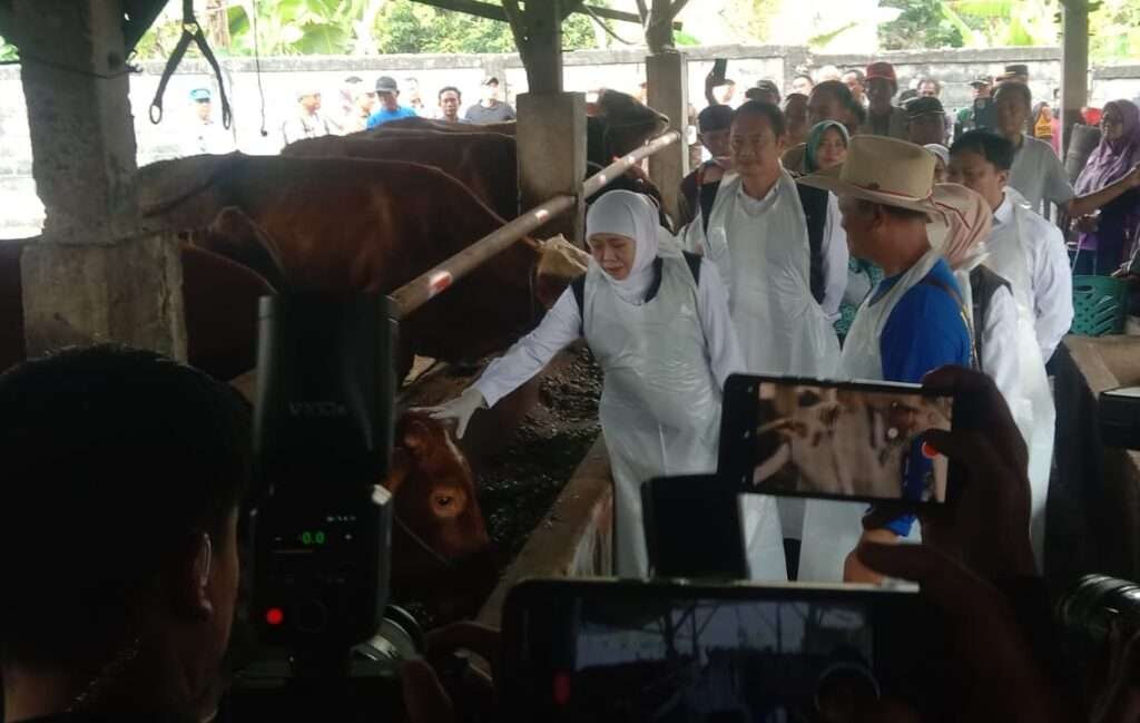 Jelang Iduladha 2026, Khofifah Sebut Stok Sapi Kurban di Jatim Aman dan Sehat