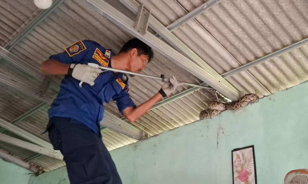Damkar Gresik Evakuasi Ular Piton 3 Meter dari Rumah Warga di Kebomas