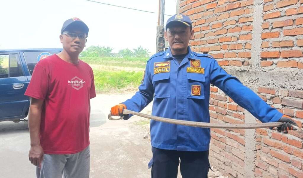 Asik Memasak, Ibu Rumah Tangga di Kedamean Gresik Kaget Temukan Ular Kobra