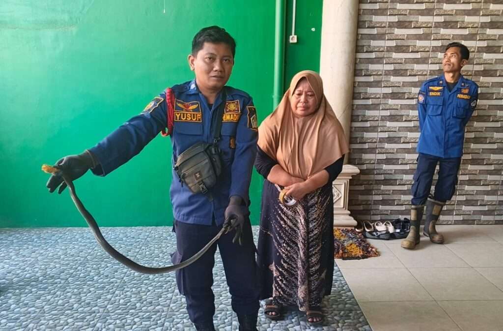 Panik Usai Salat Ada Ular Kobra di Rumah, Warga Domas Gresik Minta Bantuan Damkar