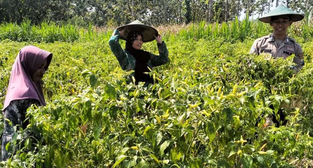 Polres Gresik Perkuat Ketahanan Pangan Lewat Pendampingan Petani Cabai di Panceng